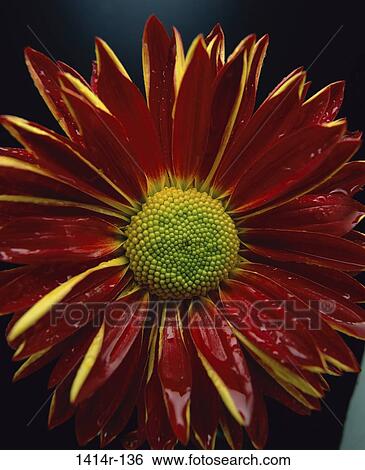Stock Photograph - Gerber Daisy. Fotosearch