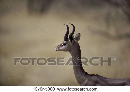 Gerenuk View Large Photo Image Stock Image - Gerenuk. Fotosearch