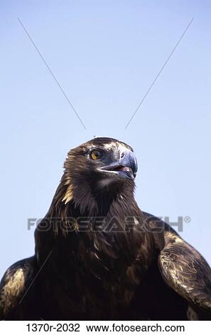 Golden Eagle View Large Photo Image Stock Image - Golden Eagle. Fotosearch