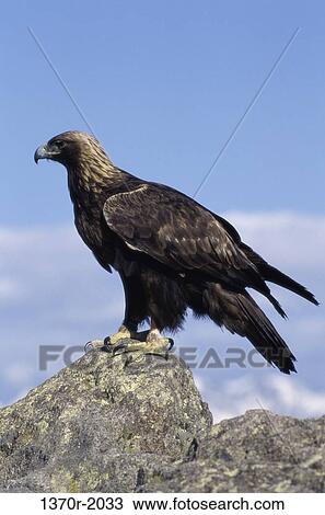 Stock Image - Golden Eagle. Fotosearch