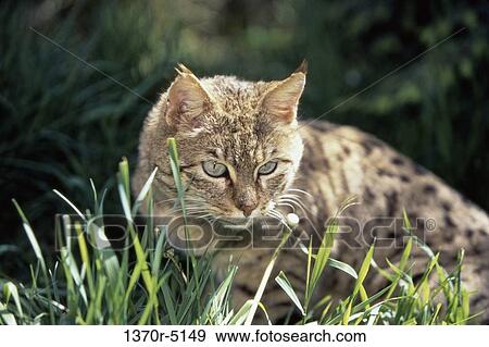 Gordon's Cat View Large Photo Image Stock Photo - Gordon's Cat. Fotosearch