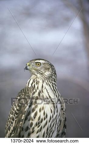 Picture - Goshawk. Fotosearch