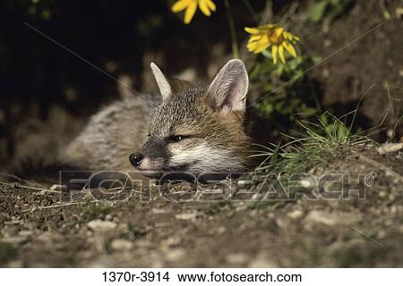 Gray Fox View Large Photo Image Picture - Gray Fox. Fotosearch