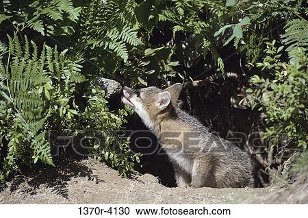 Gray Fox View Large Photo Image Stock Image - Gray Fox. Fotosearch