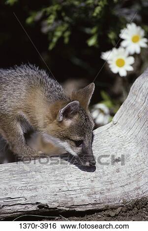 Gray Fox View Large Photo Image Stock Photograph - Gray Fox. Fotosearch