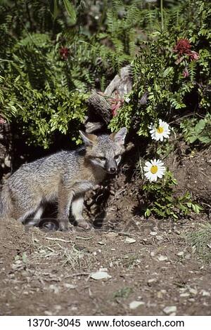 Gray Fox View Large Photo Image Stock Photography - Gray Fox. Fotosearch