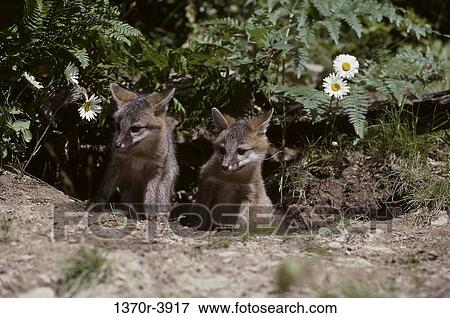 Gray Foxes View Large Photo Image Stock Photo - Gray Foxes. Fotosearch