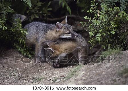 Gray Foxes View Large Photo Image Stock Photography - Gray Foxes. Fotosearch