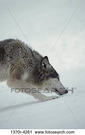 Gray Wolf View Large Photo Image Stock Image - Gray Wolf. Fotosearch