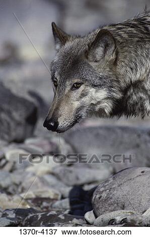 Gray Wolf View Large Photo Image Stock Photo - Gray Wolf. Fotosearch