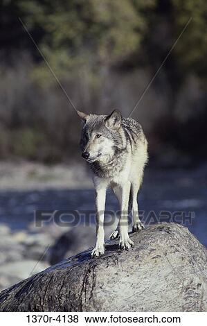 Gray Wolf View Large Photo Image Stock Photo - Gray Wolf. Fotosearch