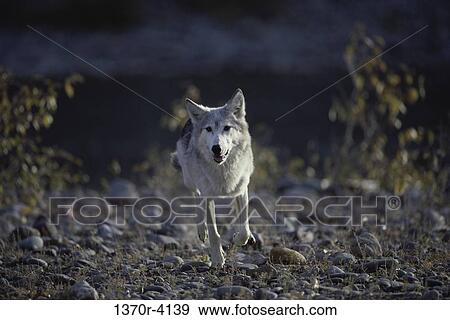 Gray Wolf View Large Photo Image Stock Photo - Gray Wolf. Fotosearch