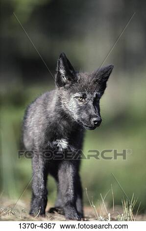 Gray Wolf View Large Photo Image Stock Photo - Gray Wolf. Fotosearch
