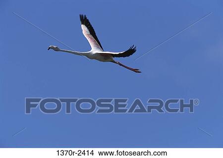 Greater Flamingo View Large Photo Image Picture - Greater Flamingo. Fotosearch
