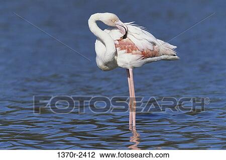 Stock Image - Greater Flamingo. Fotosearch