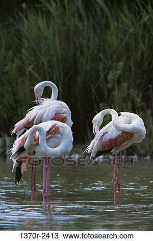Greater Flamingos View Large Photo Image Stock Image - Greater Flamingos. Fotosearch