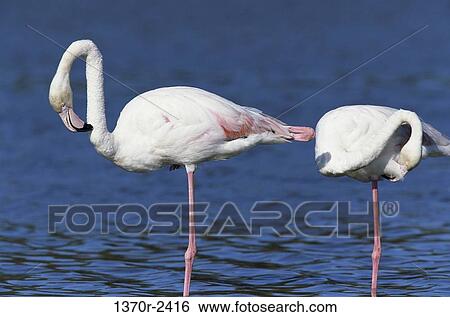 Greater Flamingos View Large Photo Image Stock Photograph - Greater Flamingos. Fotosearch