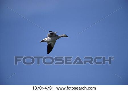Greater Snow Goose View Large Photo Image Stock Image - Greater Snow Goose. Fotosearch