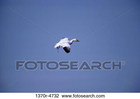 Greater Snow Goose View Large Photo Image Stock Image - Greater Snow Goose. Fotosearch