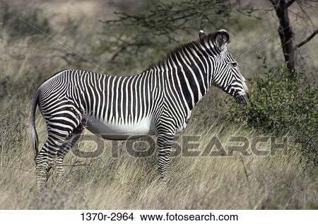 Grevy's Zebra View Large Photo Image Picture - Grevy's Zebra. Fotosearch
