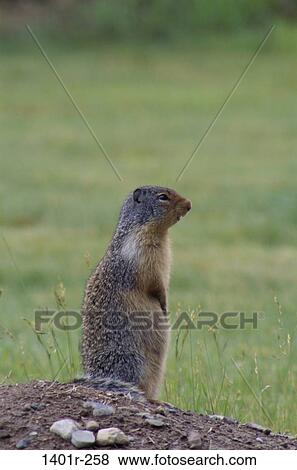 Ground Squirrel View Large Photo Image Stock Photo - Ground Squirrel. Fotosearch