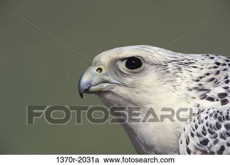 Stock Image - Gyrfalcon. Fotosearch