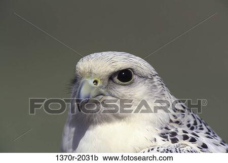 Gyrfalcon View Large Photo Image Stock Image - Gyrfalcon. Fotosearch