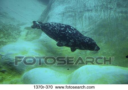 Harbor Seal View Large Photo Image Stock Image - Harbor Seal. Fotosearch