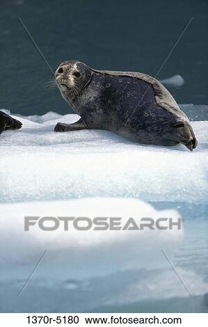Harbor Seal View Large Photo Image Stock Image - Harbor Seal. Fotosearch