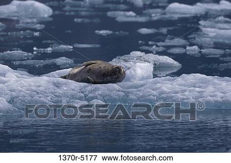 Harbor Seal View Large Photo Image Stock Photo - Harbor Seal. Fotosearch