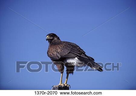 Harris's Hawk View Large Photo Image Stock Image - Harris's Hawk. Fotosearch