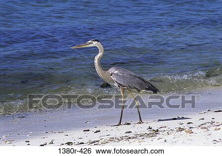Stock Photograph - Heron. Fotosearch