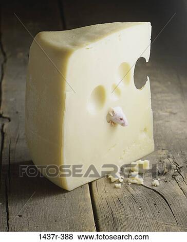 hiding, rat, mouse, peeking, happiness, animal View Large Photo Image Stock Photo - hiding, rat, mouse, peeking, happiness, animal. Fotosearch