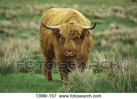 Highland Cattle View Large Photo Image Stock Photo - Highland Cattle. Fotosearch