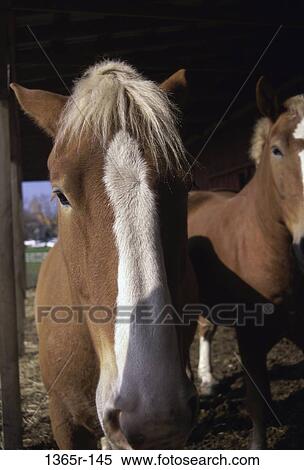 Horses View Large Photo Image Stock Photography - Horses. Fotosearch