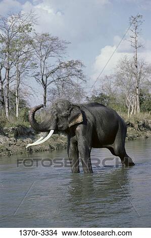 Picture - Indian Elephant. Fotosearch