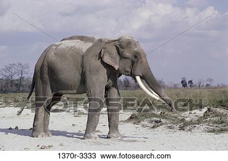 Stock Image - Indian Elephant. Fotosearch
