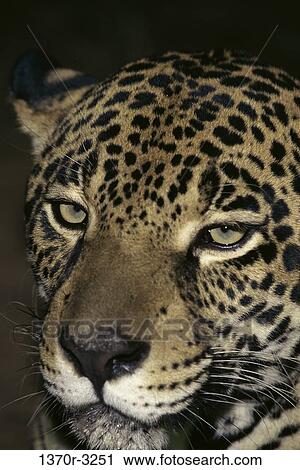 Jaguar View Large Photo Image Stock Image - Jaguar. Fotosearch