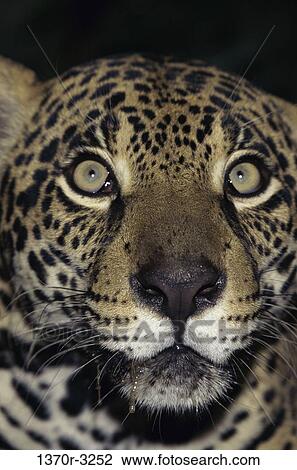 Jaguar View Large Photo Image Stock Image - Jaguar. Fotosearch