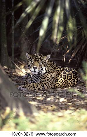 Jaguar View Large Photo Image Stock Photograph - Jaguar. Fotosearch