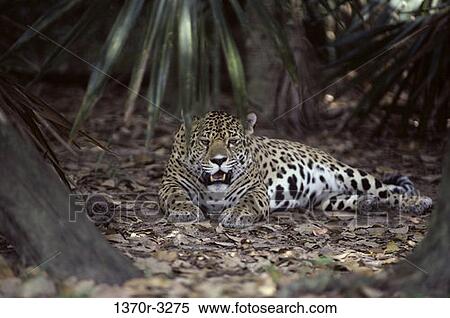 Jaguar View Large Photo Image Stock Photography - Jaguar. Fotosearch