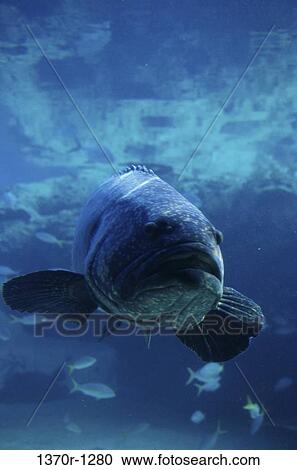 Stock Image - Jewfish. Fotosearch
