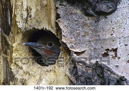 Juvenile Flicker View Large Photo Image Stock Image - Juvenile Flicker. Fotosearch