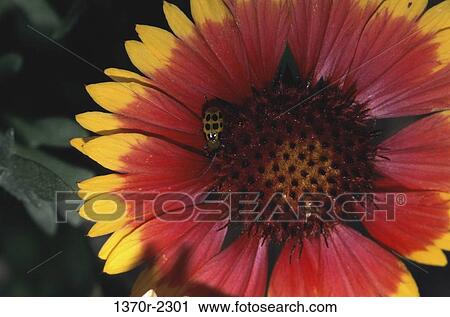 Ladybug View Large Photo Image Stock Image - Ladybug. Fotosearch