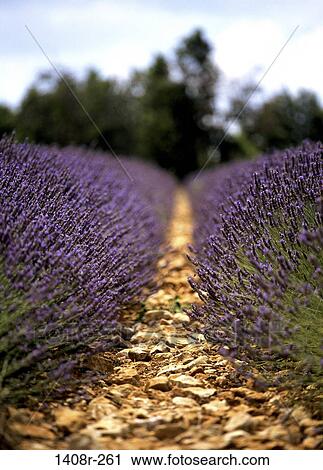Stock Image - Lavenders, Sault, France. Fotosearch