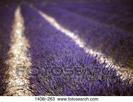 Lavenders, Sault, France View Large Photo Image Stock Image - Lavenders, Sault, France. Fotosearch