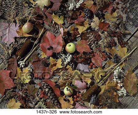 , leaves, autumn, apples, nature, assortment View Large Photo Image Stock Photograph - , leaves, autumn, apples, nature, assortment. Fotosearch