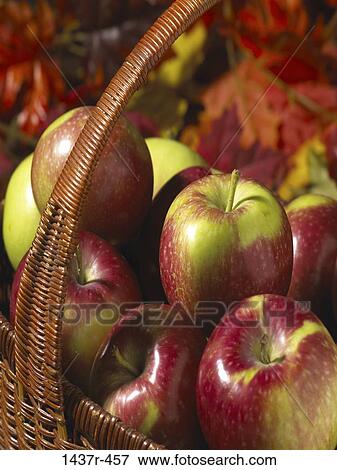leaves, autumn, fruit, basket, apples, sweet, food View Large Photo Image Stock Photo - leaves, autumn, fruit, basket, apples, sweet, food. Fotosearch