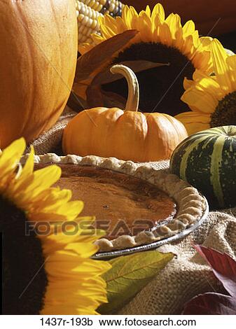 leaves, autumn, pie, pumpkin, sunflowers, flowers, nature View Large Photo Image Stock Image - leaves, autumn, pie, pumpkin, sunflowers, flowers, nature. Fotosearch