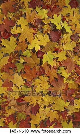 Stock Image - , leaves, overhead, autumn, covering, nature. Fotosearch